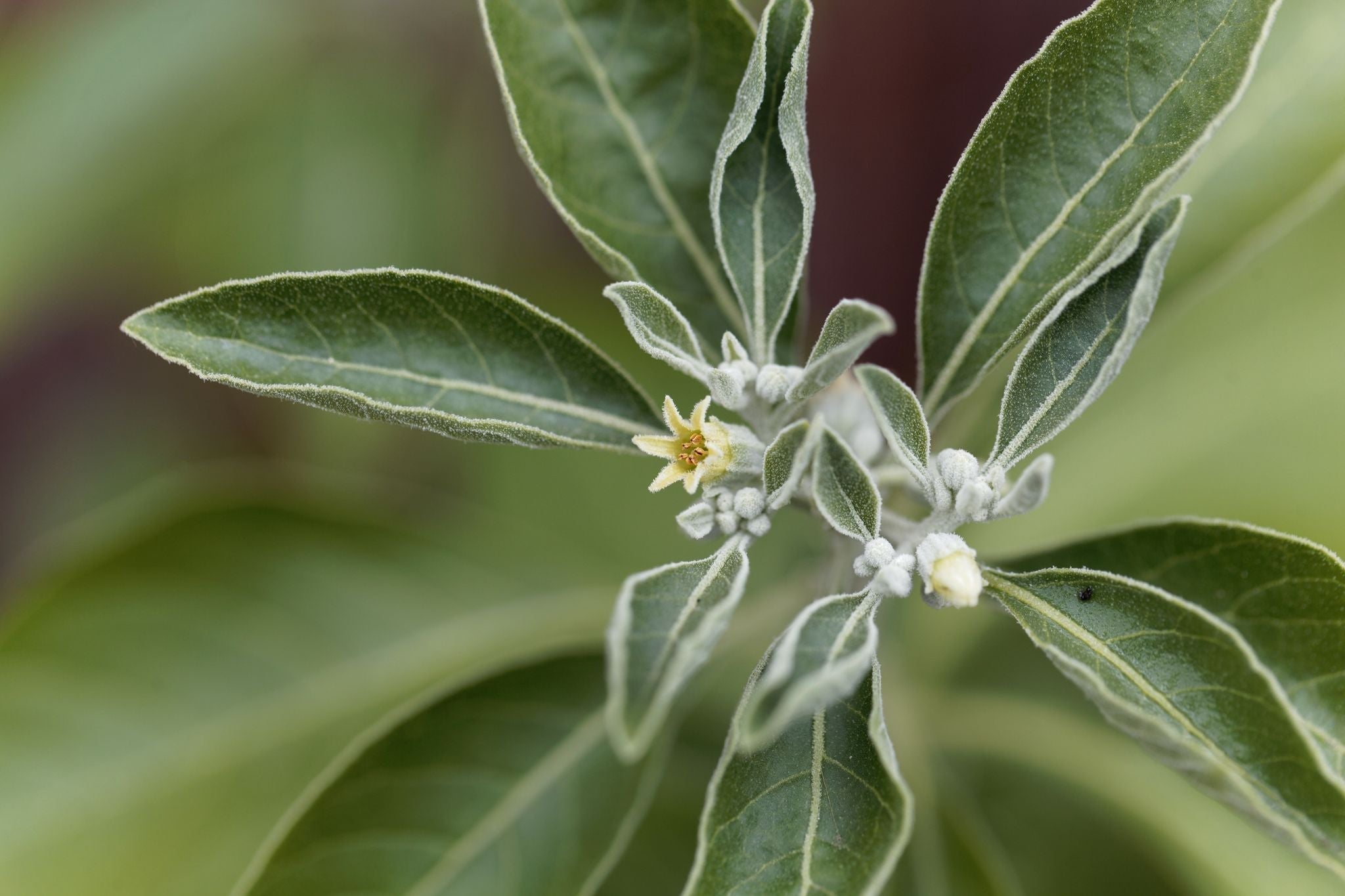 What Are Adaptogenic Herbs? (Fight Stress Naturally!)