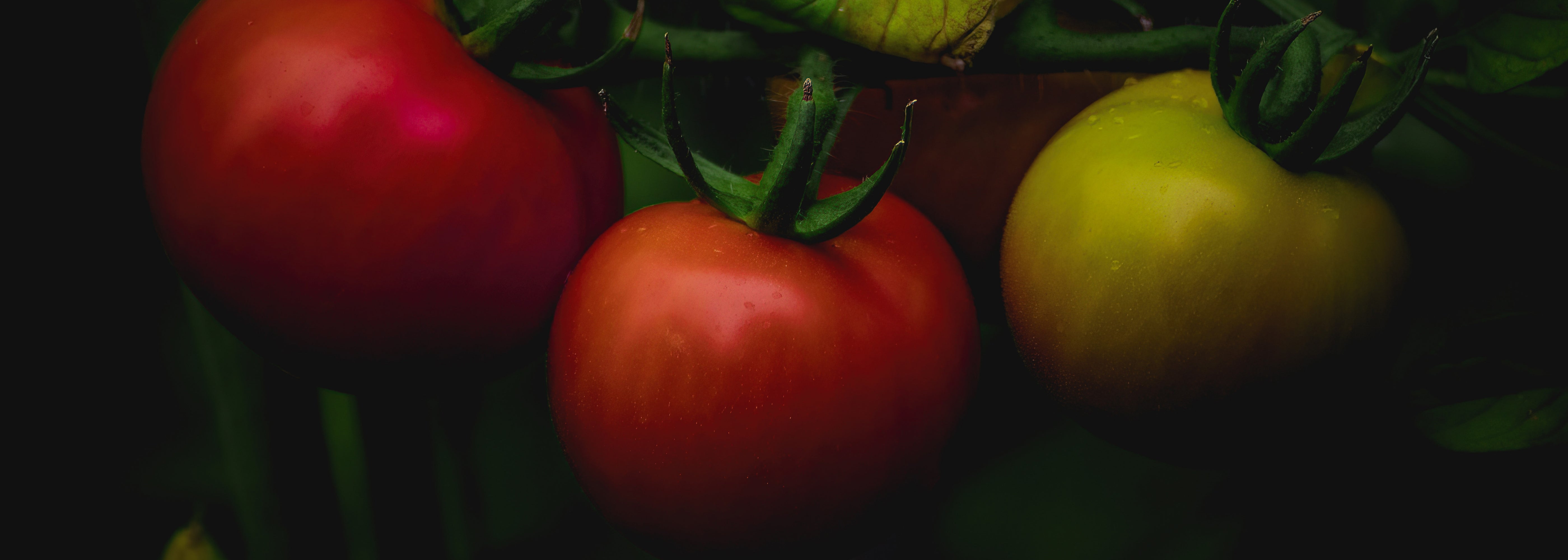 Tomatoes