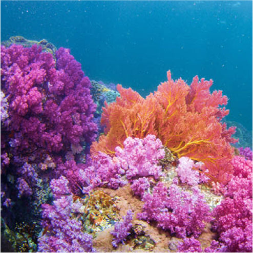 Astaxanthin Page