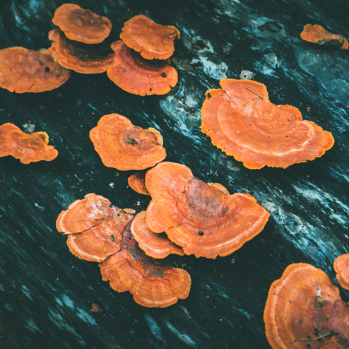Reishi Page