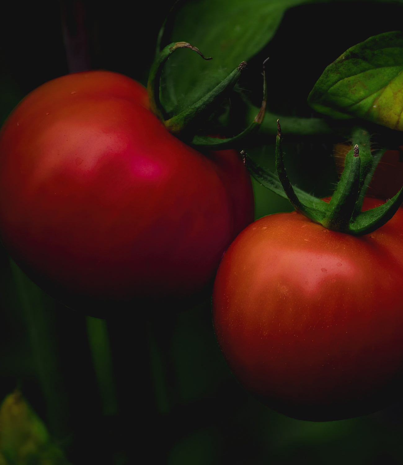 Tomatoes