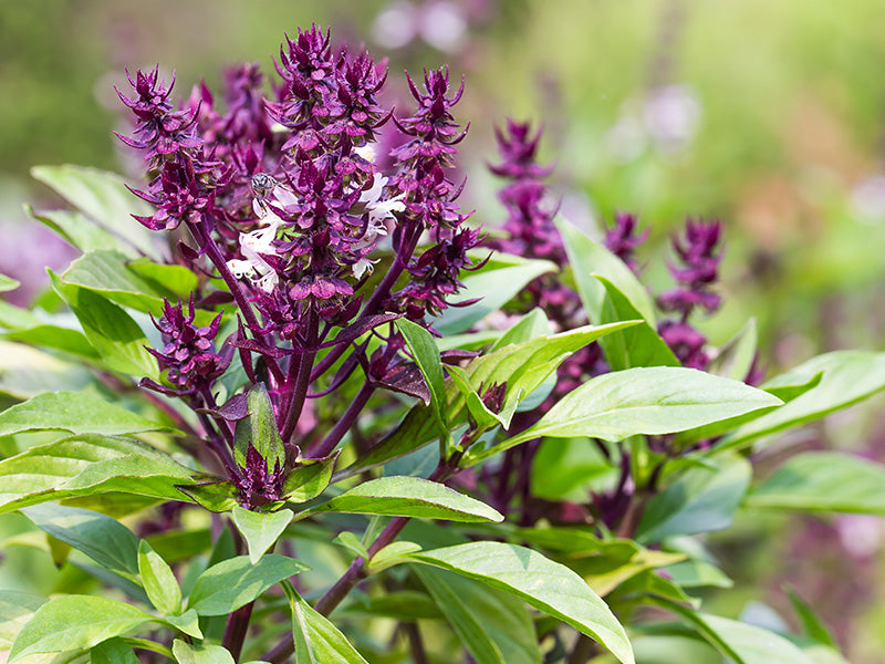What Are The Health Benefits of Holy Basil? 