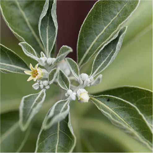 Ashwagandha Page
