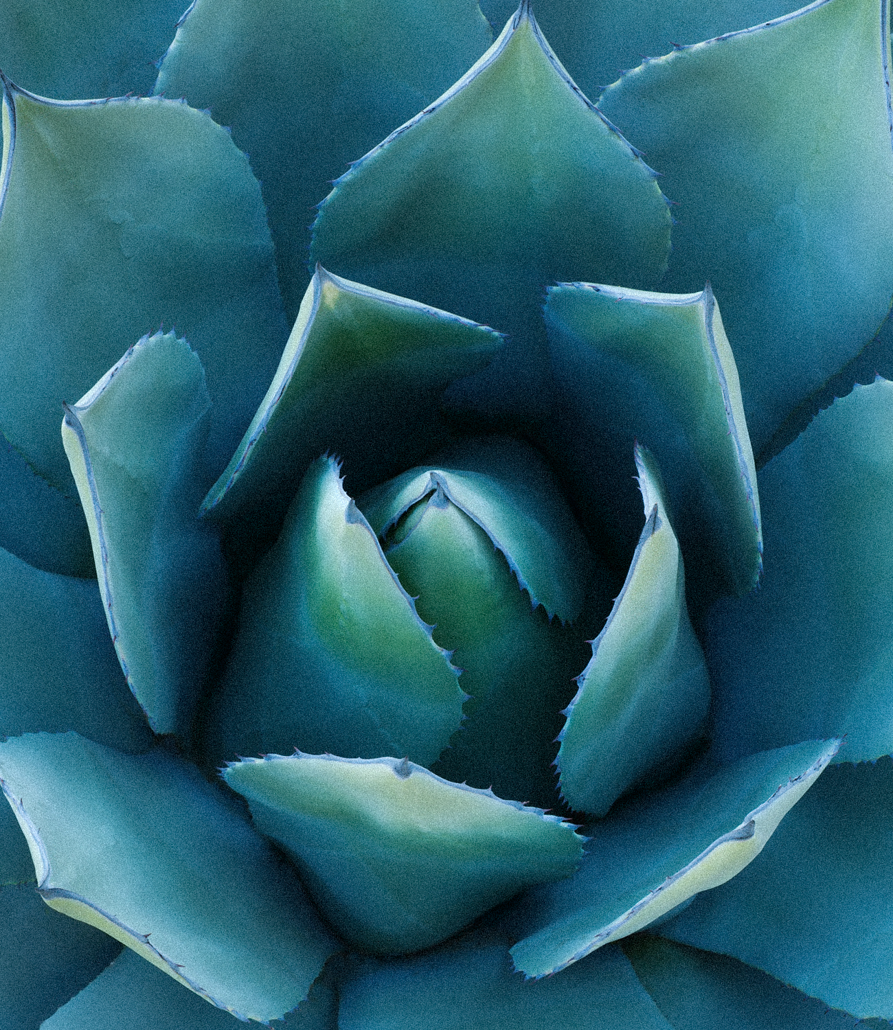 Blue Agave Fiber