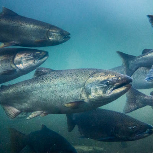 Fish Oil Page